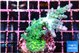 Acropora green purple tip 4-6 cm WYSIWYG acclimaté