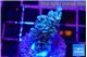 Acropora tenuis purple blue 2-3 cm WYSIWYG acclimaté