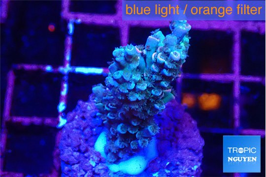 Acropora tenuis purple blue 2-3 cm WYSIWYG acclimaté