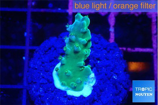 Acropora green 2-3 cm WYSIWYG acclimaté