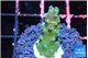 Acropora green 2-3 cm WYSIWYG acclimaté