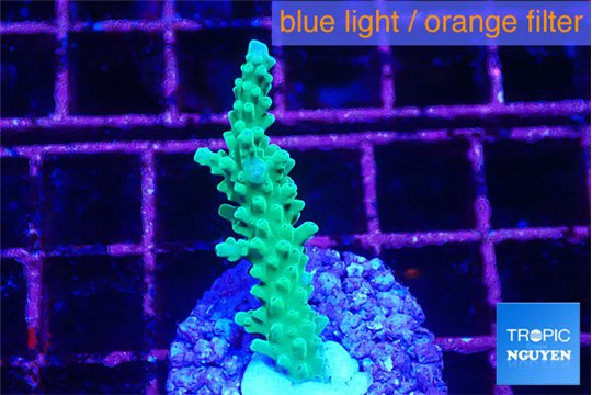 Acropora green purple tip 4-5 cm WYSIWYG acclimaté