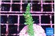 Acropora green purple tip 4-5 cm WYSIWYG acclimaté