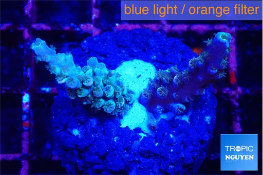 Acropora tenuis purple 1-3 cm WYSIWYG acclimaté