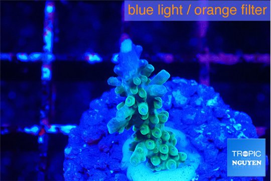 Acropora green purple tip 2-3 cm WYSIWYG acclimaté