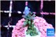 Acropora green purple tip 2-3 cm WYSIWYG acclimaté
