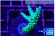 Acropora green purple tip 4-5 cm WYSIWYG acclimaté