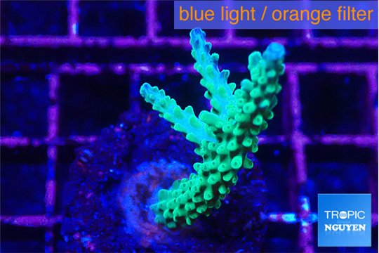 Acropora green purple tip 4-5 cm WYSIWYG acclimaté