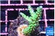 Acropora green purple tip 4-5 cm WYSIWYG acclimaté