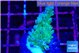 Acropora green & blue tip Fijii 3-4 cm WYSIWYG acclimaté