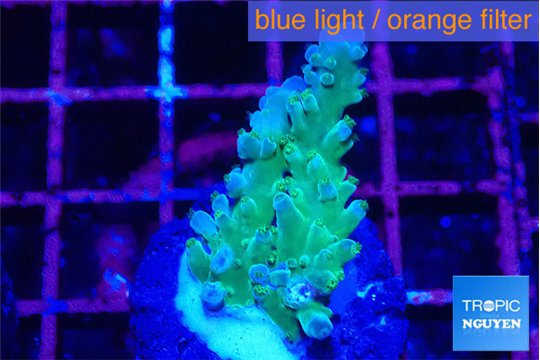 Acropora green & blue tip Fijii 3-4 cm WYSIWYG acclimaté