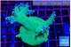 Acropora green & purple tip 4-6 cm WYSIWYG acclimaté