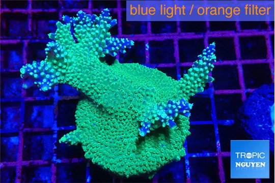 Acropora green & purple tip 4-6 cm WYSIWYG acclimaté