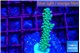 Acropora green & purple tip 3-4 cm WYSIWYG acclimaté