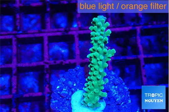 Acropora green & purple tip 3-4 cm WYSIWYG acclimaté