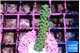 Acropora green & purple tip 3-4 cm WYSIWYG acclimaté
