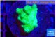 Pocillopora verrucosa toxic green 2 cm WYSIWYG acclimaté