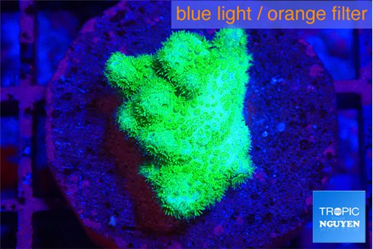 Pocillopora verrucosa toxic green 2 cm WYSIWYG acclimaté