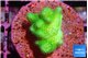 Pocillopora verrucosa toxic green 2 cm WYSIWYG acclimaté