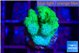 Pocillopora verrucosa toxic green 2 cm WYSIWYG acclimaté