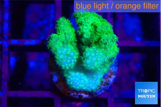 Pocillopora verrucosa toxic green 2 cm WYSIWYG acclimaté