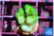 Pocillopora verrucosa toxic green 2 cm WYSIWYG acclimaté