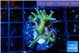 Seriatopra hystrix green gold 3-5 cm WYSIWYG acclimaté