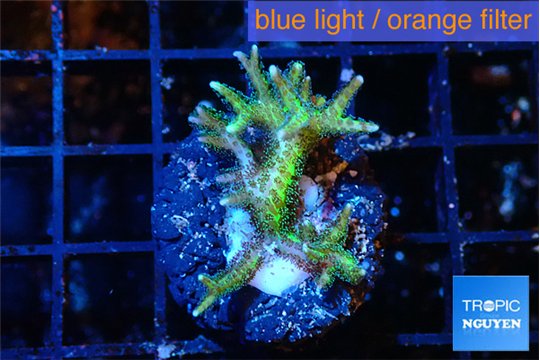 Seriatopra hystrix green gold 3-5 cm WYSIWYG acclimaté