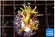 Seriatopra hystrix green gold 3-5 cm WYSIWYG acclimaté