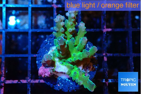 Acropora green & blue tip Fijii 3-4 cm WYSIWYG acclimaté