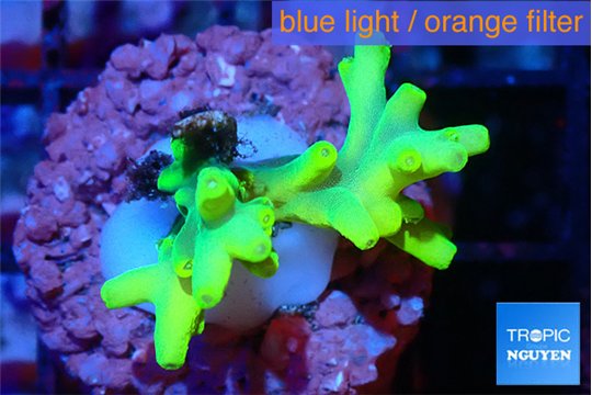 Acropora caroliniana banana 2-3 cm WYSIWYG acclimaté