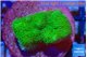 Pocillopora verrucosa toxic green 2 cm WYSIWYG acclimaté