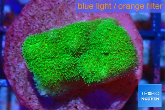 Pocillopora verrucosa toxic green 2 cm WYSIWYG acclimaté