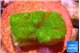 Pocillopora verrucosa toxic green 2 cm WYSIWYG acclimaté