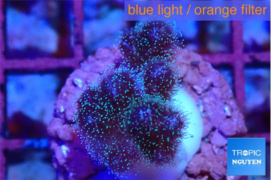 Pocillopora damicornis pink 1-2 cm WYSIWYG acclimaté
