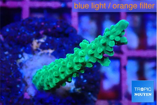 Acropora green purple tip 4-5 cm WYSIWYG acclimaté