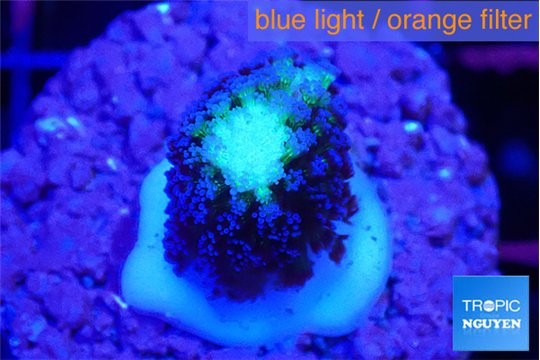 Stylophora milka 1-2 cm WYSIWYG acclimaté