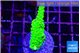 Acropora neon green 3-4 cm WYSIWYG acclimaté