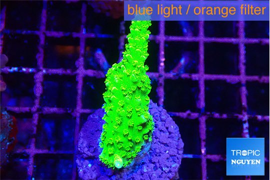Acropora neon green 3-4 cm WYSIWYG acclimaté
