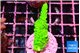 Acropora neon green 3-4 cm WYSIWYG acclimaté