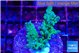 Acropora green & blue tip Fijii 3-4 cm WYSIWYG acclimaté