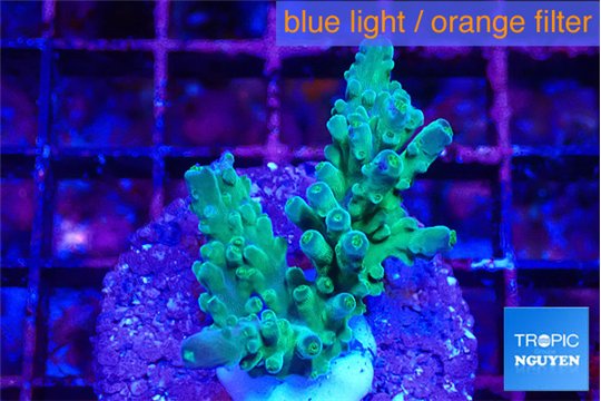 Acropora green & blue tip Fijii 3-4 cm WYSIWYG acclimaté