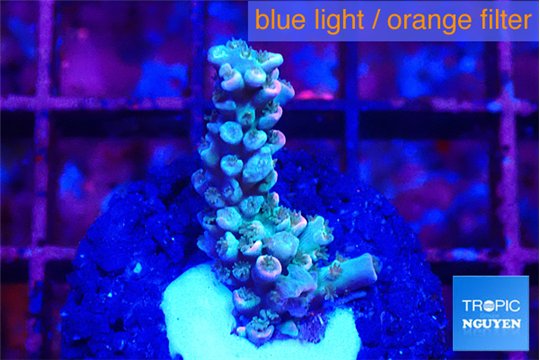Acropora tenuis purple blue 2-3 cm WYSIWYG acclimaté