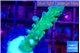 Acropora green purple tip 3-4 cm WYSIWYG acclimaté