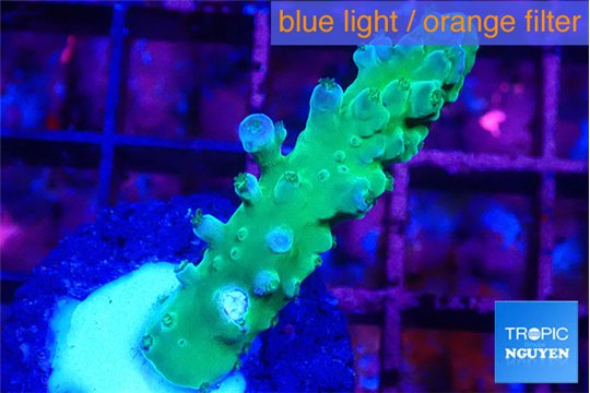 Acropora green purple tip 3-4 cm WYSIWYG acclimaté