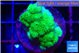 Pocillopora verrucosa toxic green 2-3 cm WYSIWYG acclimaté