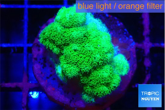 Pocillopora verrucosa toxic green 2-3 cm WYSIWYG acclimaté
