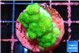 Pocillopora verrucosa toxic green 2-3 cm WYSIWYG acclimaté
