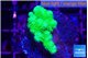 Pocillopora verrucosa toxic green 2-3 cm WYSIWYG acclimaté