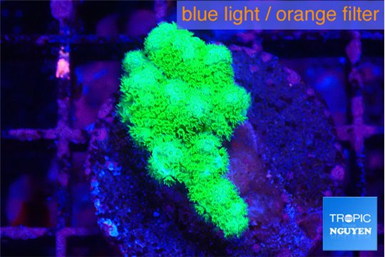 Pocillopora verrucosa toxic green 2-3 cm WYSIWYG acclimaté